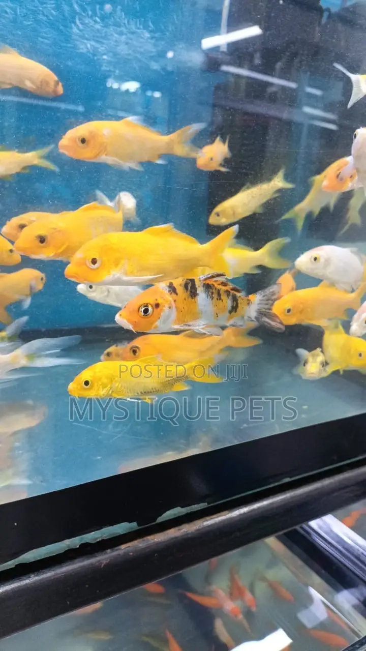 Aquarium Koi Carps