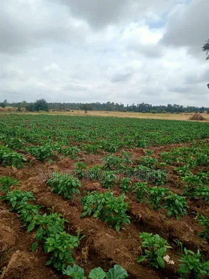 6 Acres on Sale at Murang'a-Kambirwa