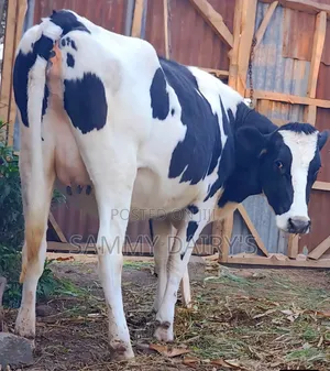 Quality Pedigree's Cow's