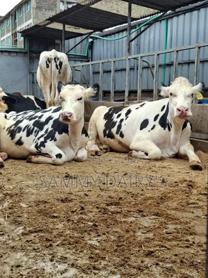 Quality Pedigree's Cow's