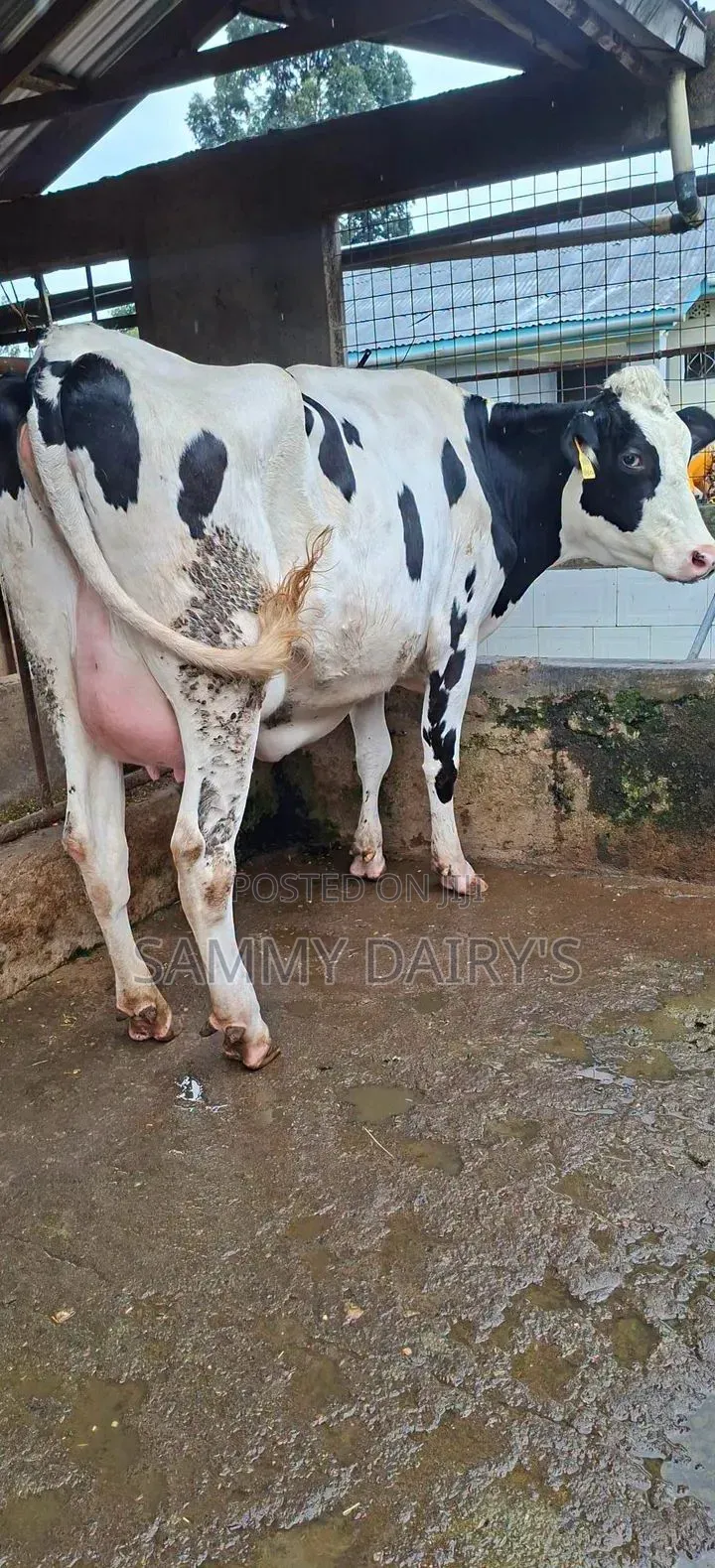 Quality Pedigree's Cow's