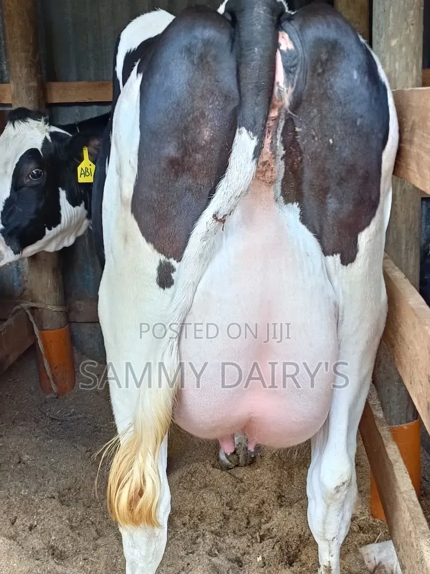 Quality Pedigree's Cow's