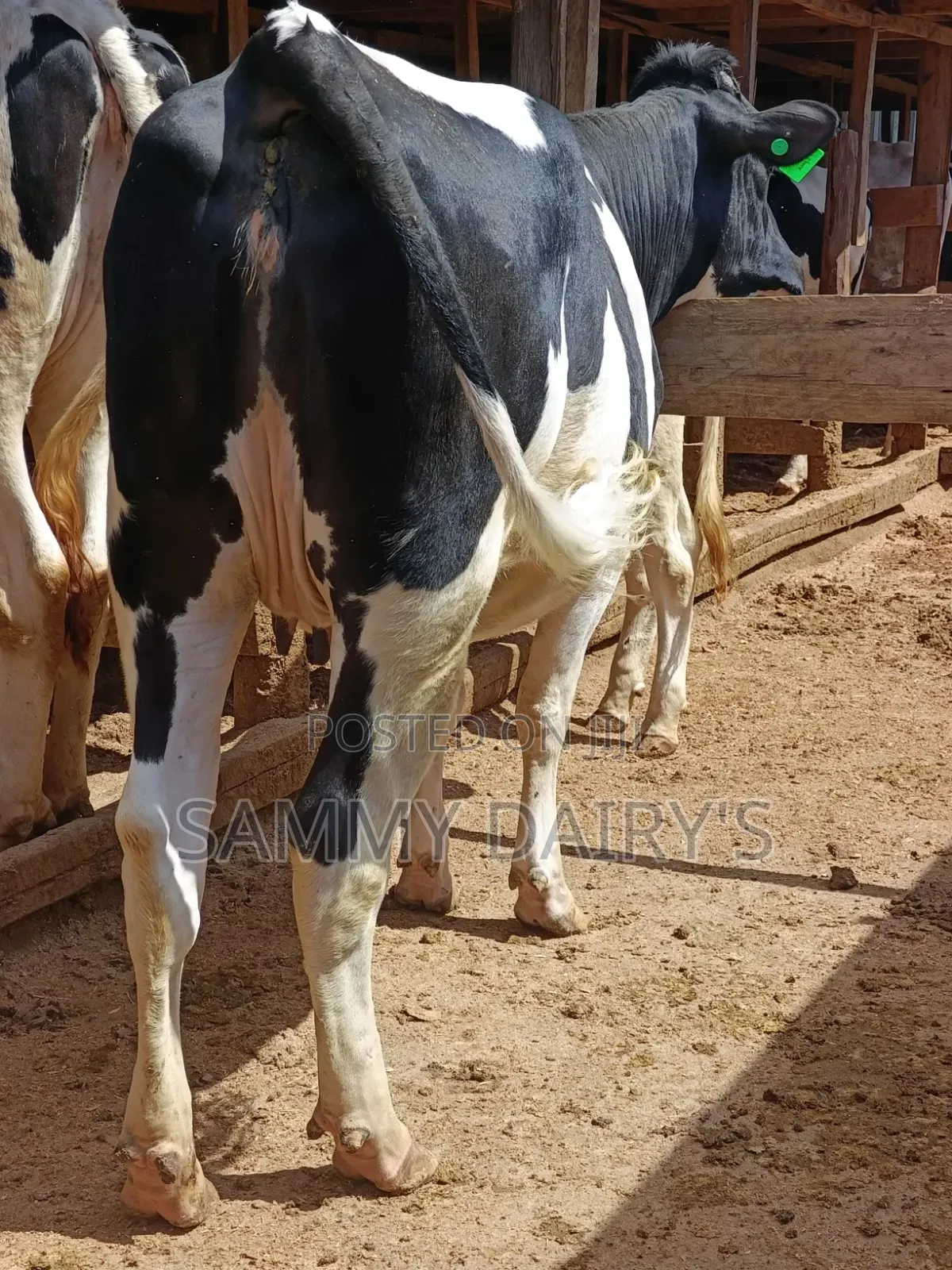 Quality Pedigree's Cow's