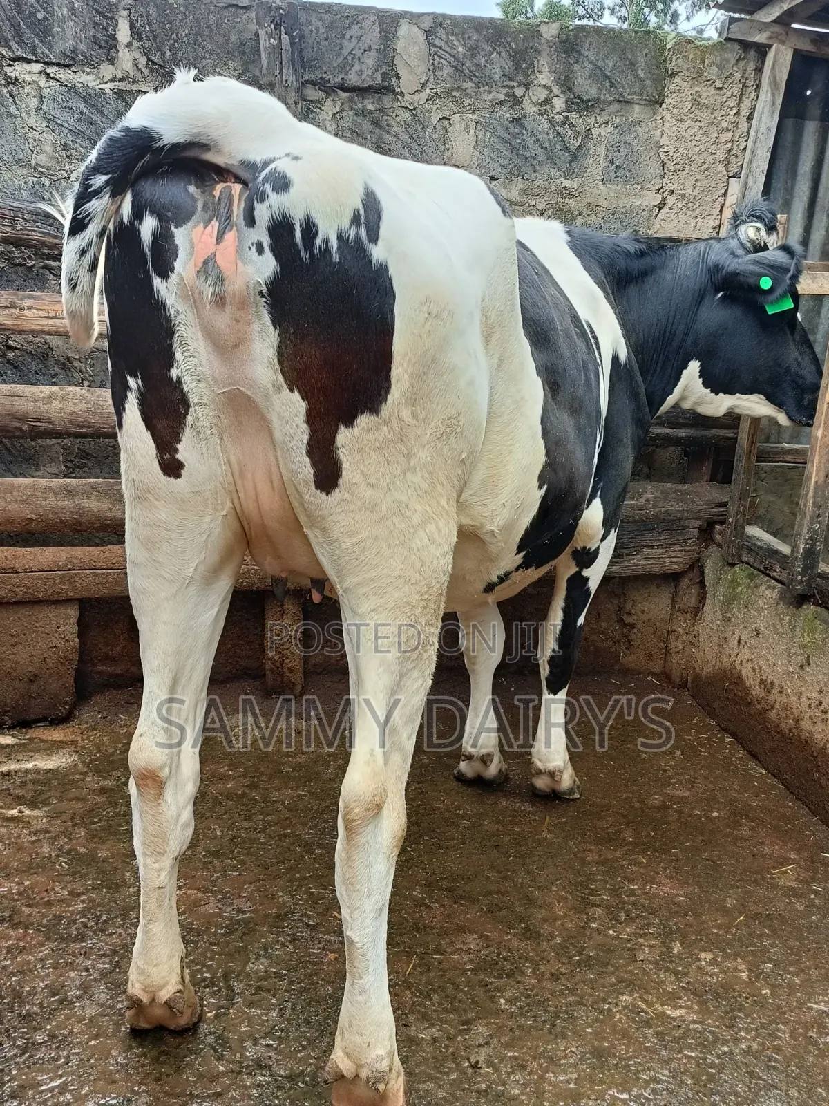 Quality Pedigree's Cow's