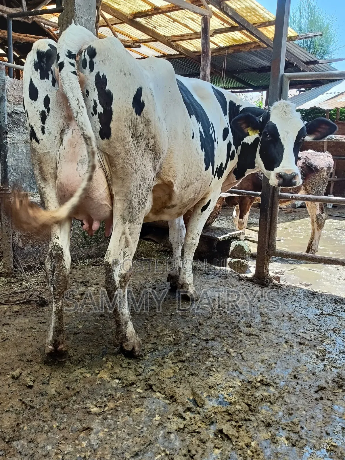 Quality Pedigree's Cow's
