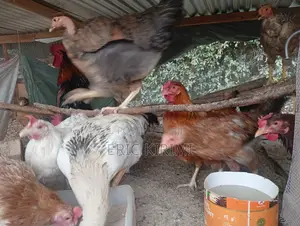 Kienyeji Chicken on Sale