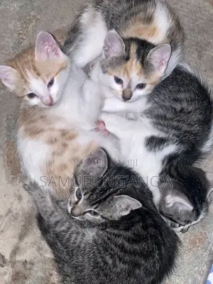 0-1 month Female Mixed Breed American Shorthair