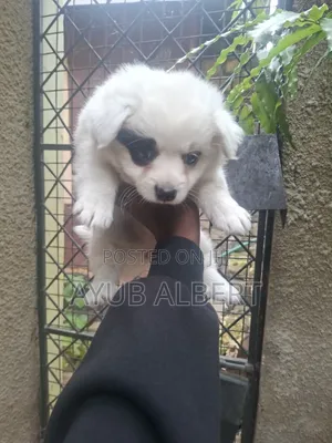1-3 months Female Purebred Japanese Spitz