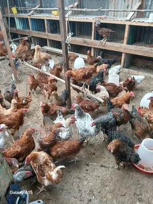 Kienyeji Chicken