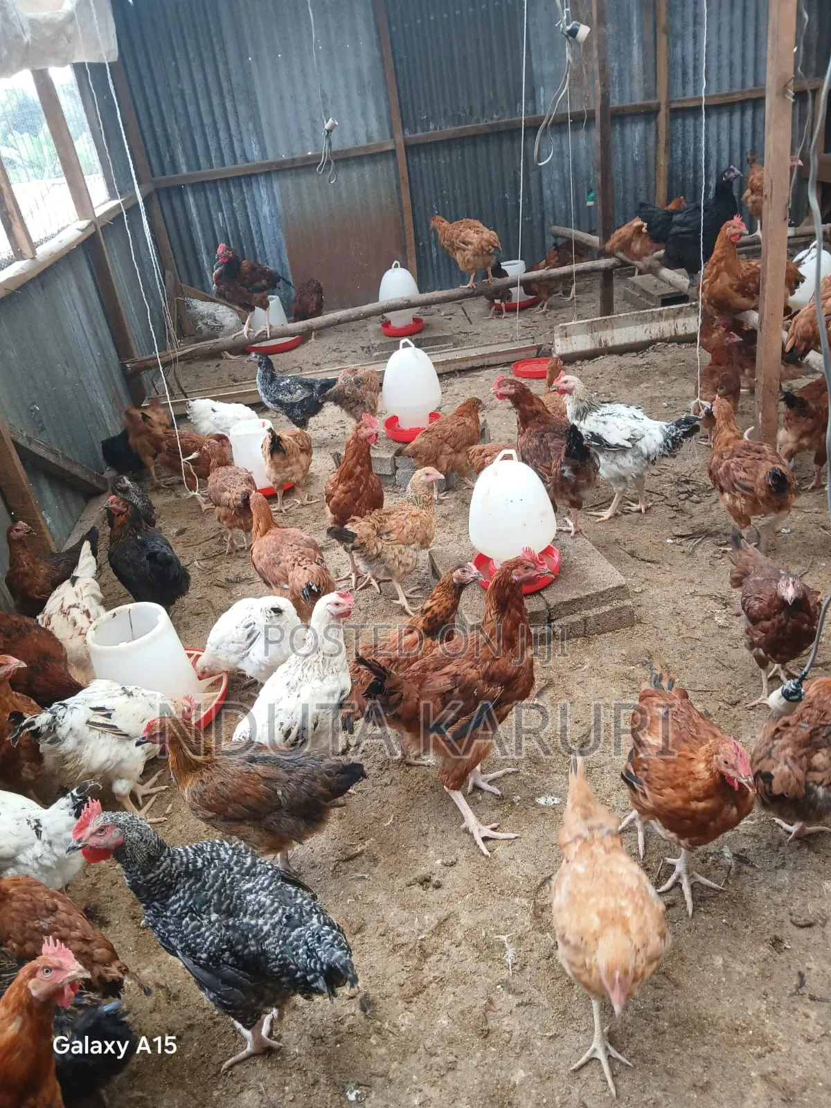 Kienyeji Chicken