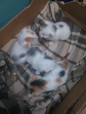 1-3 months Male Mixed Breed Cat