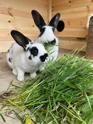 Hybrid Rabbits for Sale