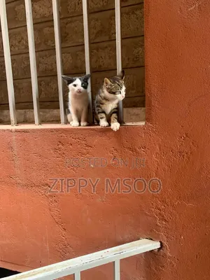 3-6 months Male Mixed Breed American Shorthair