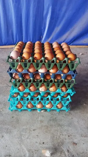 Fresh Table Eggs Wholesale Self Pick