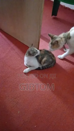 1-3 months Female Mixed Breed Cat