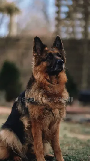 6-12 months Female Purebred German Shepherd