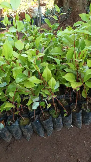 Camphor Tree Seedlings.