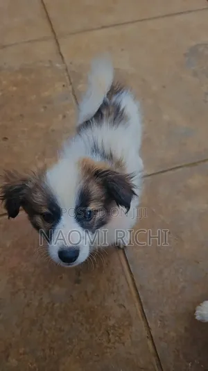 3-6 months Male Mixed Breed Maltese