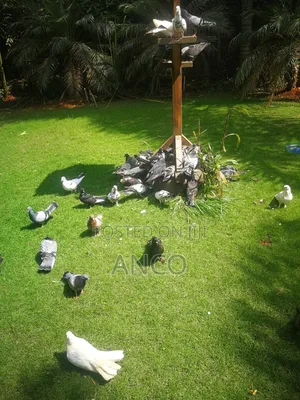 Pigeon Birds Available for You