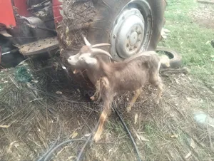Dairy Goats