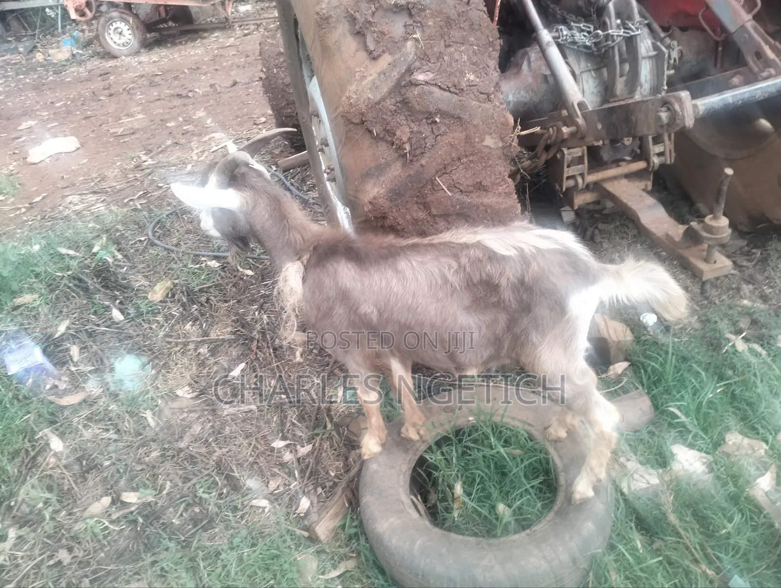 Dairy Goats