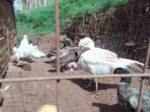 Very Healthy and Heavy Male Turkey