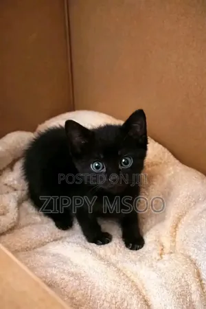 3-6 months Male Purebred Bombay