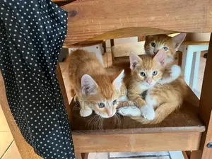 3-6 months Male Mixed Breed Tabby