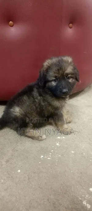 1-3 months Female Purebred Caucasian Shepherd