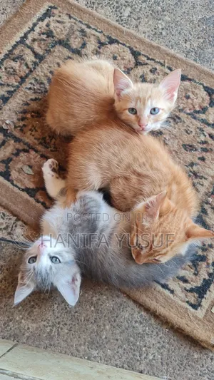 0-1 month Male Mixed Breed American Shorthair