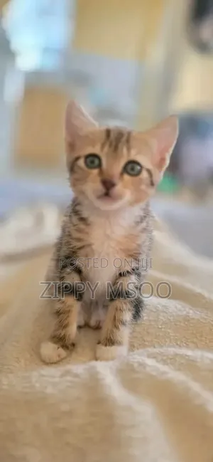 1-3 months Male Mixed Breed Tabby