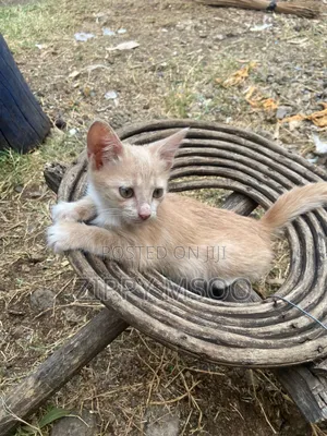 3-6 months Male Mixed Breed American Shorthair