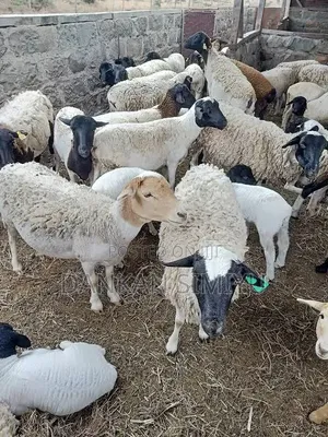 Sheep/Kondoo for Sale