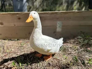 Ducks for Sale