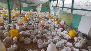Broiler Chicken for Sale in Kitale