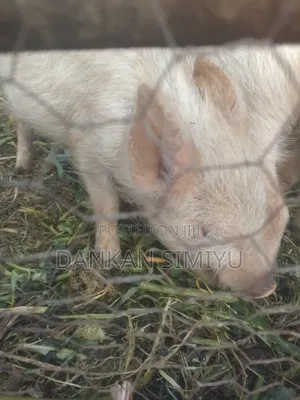 Pigs and Piglets for Sale