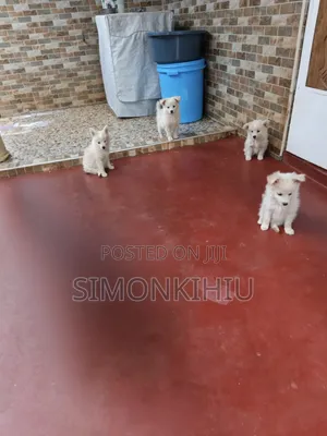 1-3 months Female Mixed Breed Japanese Spitz