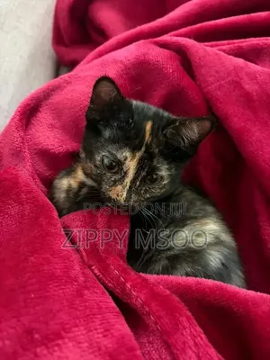3-6 months Male Mixed Breed Tabby