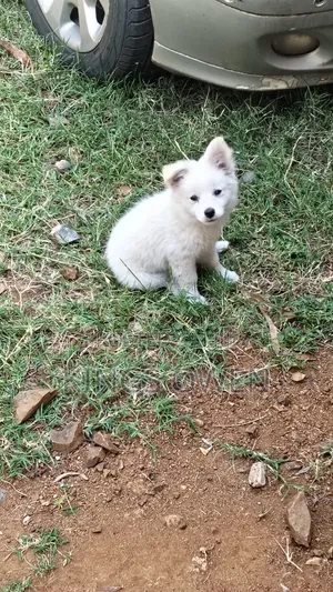 1-3 months Female Mixed Breed Japanese Spitz