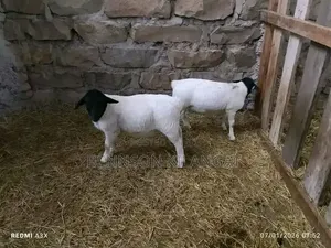 Dorper Sheep