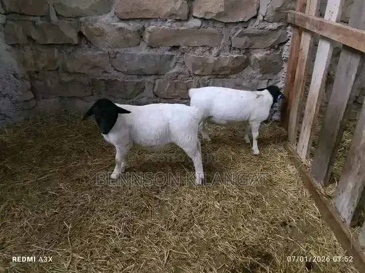 Dorper Sheep