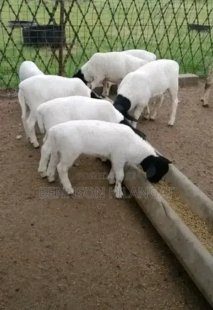 Dorper Sheep