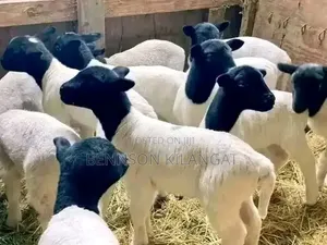 Dorper Sheep