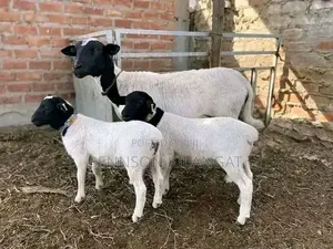 Dorper Sheep