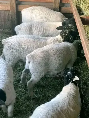 Dorper Sheep