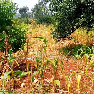 Selling 6 Acres Land at Makuyu Mithiini Kakuzi Touching Tarmac Road.
