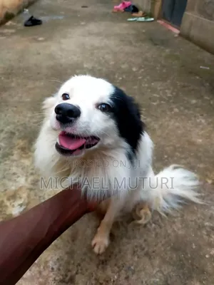 3-6 months Male Mixed Breed Chihuahua