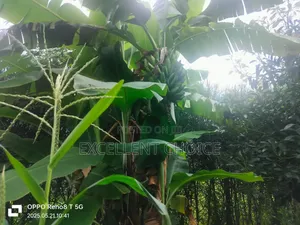Mananja/Makuyu Plots/Lands for Sale