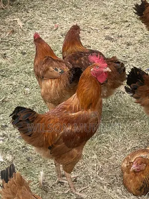 Kienyeji Improved Chicken