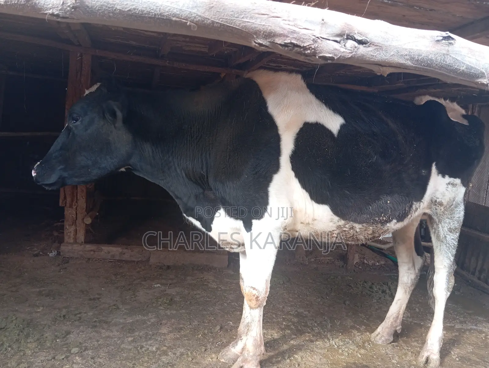Freshian Heifer